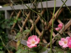 -晶泽丽琅·鱼鲜川菜(川师店)