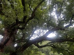 -杨家堂村