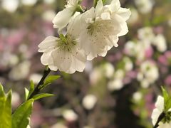 -南汇桃花村