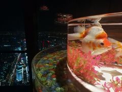 -上海环球金融中心云端足球盛典