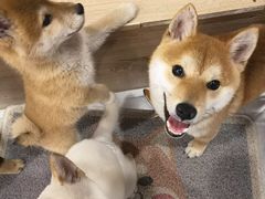 -柴犬小屋·柴餐厅·狗咖食堂(金鼎广场店)