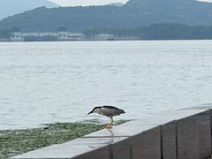 -蠡湖中央公园