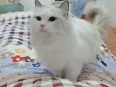 -爱佳宠物中心医院24H·CT·骨外科·猫专科(瑶海万达店)