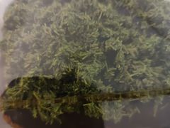 -卡吉诺动物奶油生日蛋糕(东明路店)