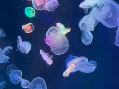-海合安成都极地海洋公园