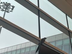 -周黑鸭(天河机场店)