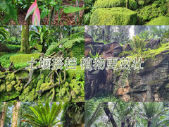 -新加坡植物园