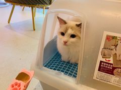 -藏猫猫咖啡主题馆(中央大道店)