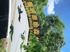 -西双版纳原始森林公园