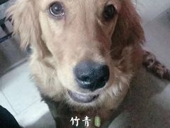-瑞派宠物医院·24小时骨科·心脏·核磁(哈尔滨南岗店)