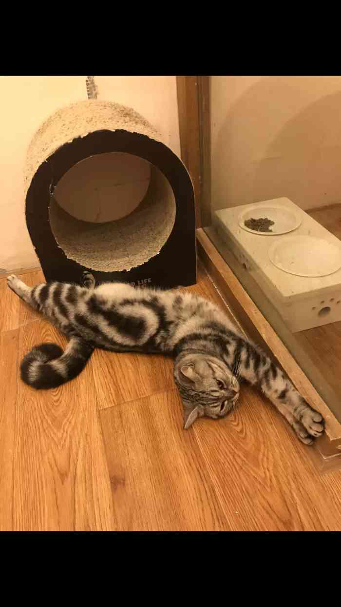 贝斯特猫咪咖啡馆-"挺干净的,有猫咪和小兔子,食物不能要求太.