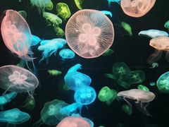 -珠海长隆海洋王国