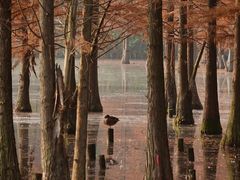 -白鹭湾湿地公园