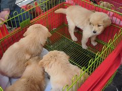 -桂林市花鸟市场