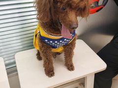 -爱侣宠医·鹦鹉专科·小型哺乳类·异宠专科(灵石路店)