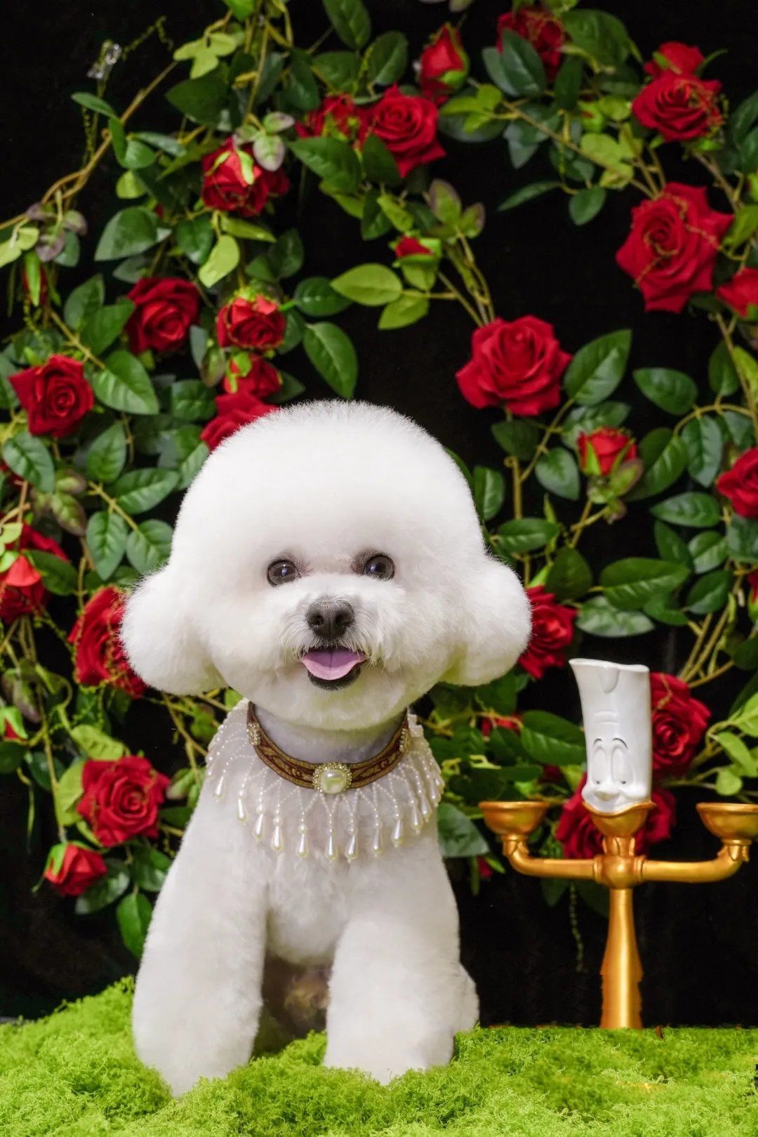 宠物造型的艺术感