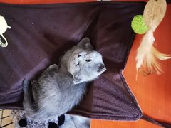 -哈尼爱宠·宠物生活会馆