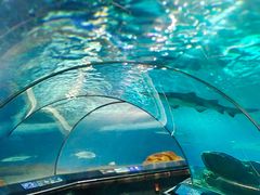 -上海海洋水族馆