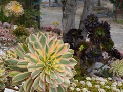 -崇圣寺三塔文化旅游区