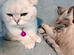 -李小姐の猫咖啡馆(五角场店)