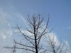 -武汉大学-樱园