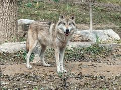 -北京野生动物园