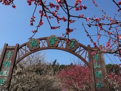 -香雪海