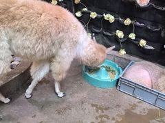 -正佳雨林生态植物园