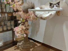 -1013 PET SHOP精品宠物商店(丁香店)