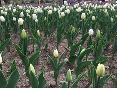 -长春公园(普阳街道)