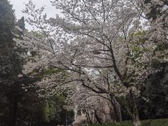 -武汉大学-樱园