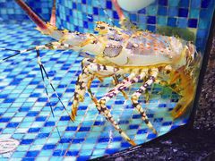 -新世纪大酒楼·30年南海菜