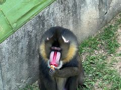 -大连森林动物园