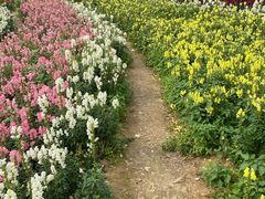 -天适樱花悠乐园