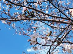 -高东镇樱花园
