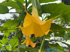 -国家植物园南园