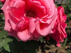 -同济大学本部学苑饮食广场