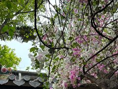 -深圳国际园林花卉博览园