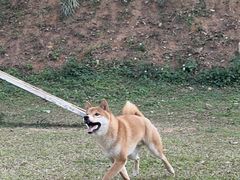 -良成狗狗乐园