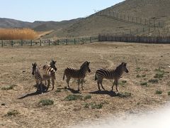 -新疆天山野生动物园