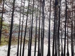 -三水森林公园
