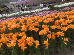 -径山花海