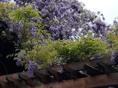 -苏州文庙(姑苏区)