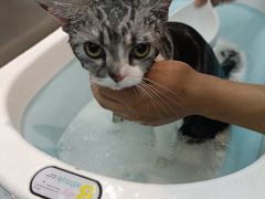 -PETKIT小佩宠物·低压洗护(国顺东路店)