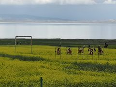 -青海湖国家重点风景名胜区