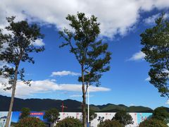-嘉华鲜花饼(四方街旗舰店)