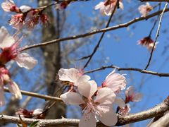 -桃花堤公园