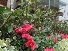 -Gloria Jean's Coffees