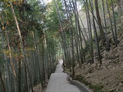 -石台牯牛降景区