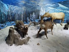 -呼伦贝尔民族博物馆